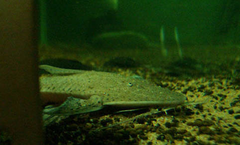熱帶魚怎么開缸養水