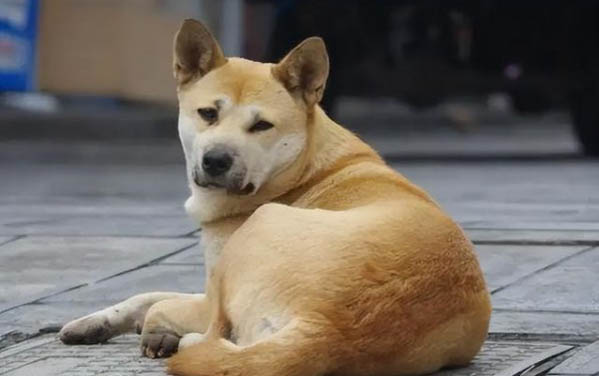 犬瘟一般能活多久