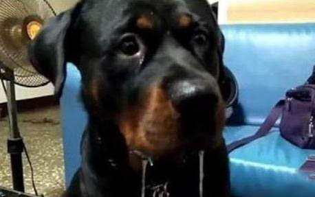 中國沙皮犬性格
