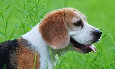 比格獵犬能長多大