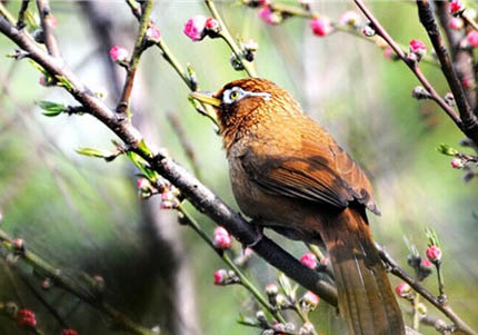 畫眉鳥馴養