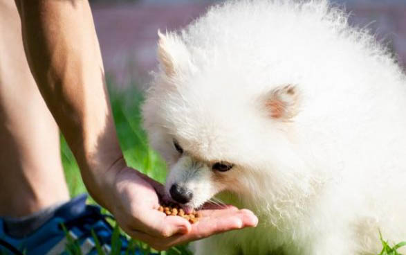 狗狗狗糧哪個(gè)牌子好?