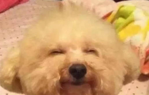 卷毛比熊犬多少錢一只