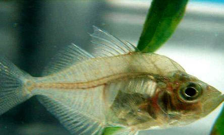 玻璃貓魚好養(yǎng)嗎？