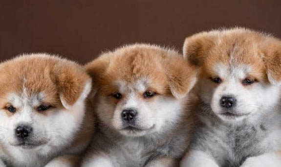 秋田犬為什么會被禁養?
