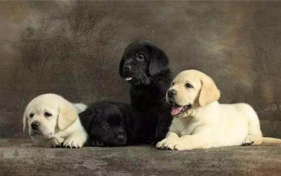 母犬產后多久驅蟲比較好