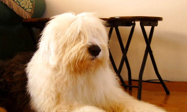 喜樂蒂牧羊犬身體發(fā)抖的原因及處理方法