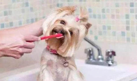 狗得了犬瘟能治好嗎