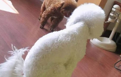 狗狗細小是什么癥狀？