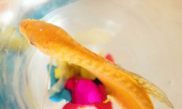 魚竿10h和6h哪個(gè)硬