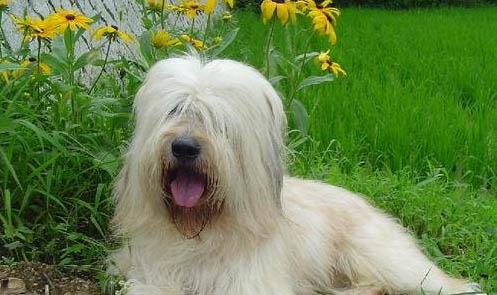 古牧犬智商排行榜第幾