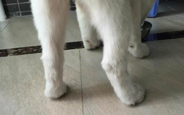 狗狗腸套疊怎么治療