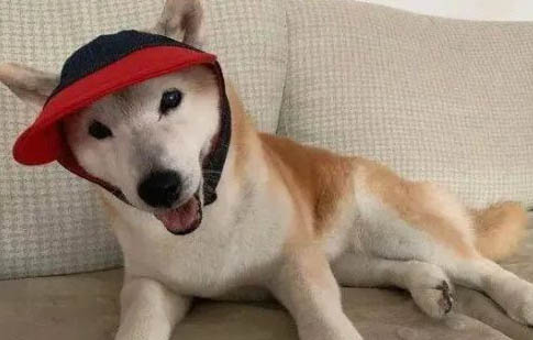 狗能吃貓罐頭嗎?