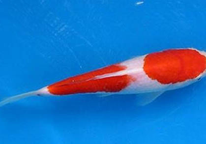 錦鯉魚食熱帶魚能吃嗎