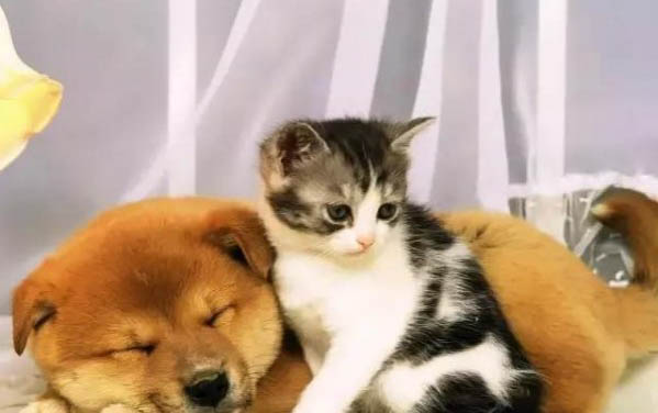 怎么看貓是否下過崽