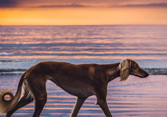 普羅特獵犬流眼淚眼屎多是什么原因