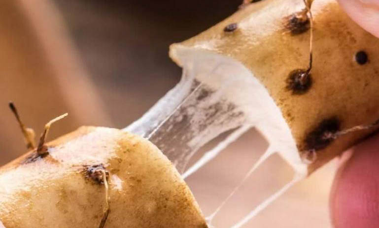 狗喝的羊奶扮感冒藥可以嗎
