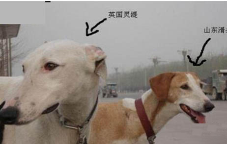 靈緹的養(yǎng)護需要注意哪些問題 飼養(yǎng)知識點