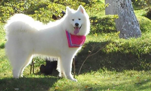 狗狗狂犬疫苗什么時間打