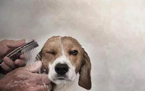 為什么狗狗會突然哮喘咳嗽呢