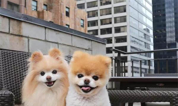 狗狗為什么要跟著你睡一起呢