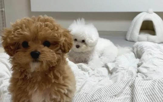 泰迪犬會學狼叫的原因及處理方法