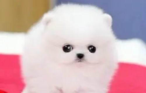 博美出生多久可以洗澡?