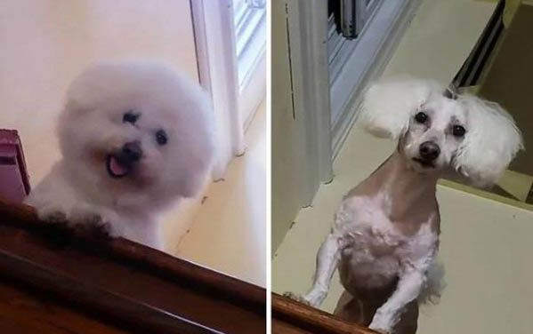 為什么不要一直盯著狗的眼睛