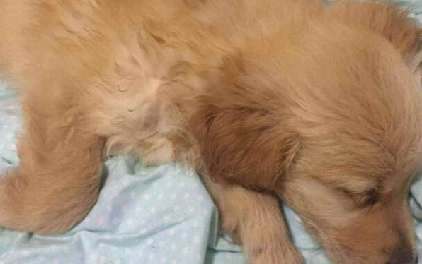 狗狗如何繁殖
