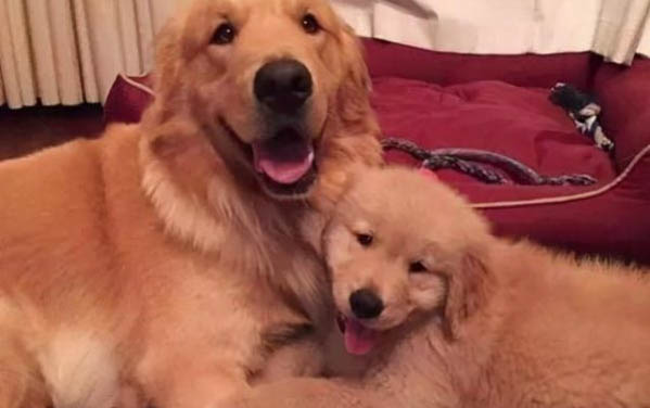 金毛犬不能吃哪些東西