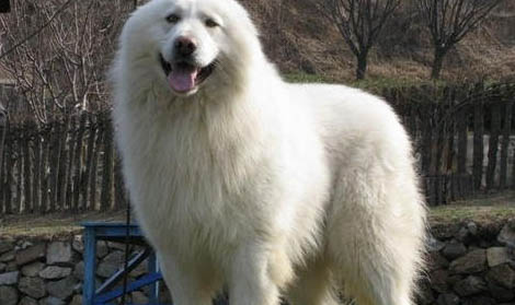 狗狗胰腺炎死亡臨死癥狀