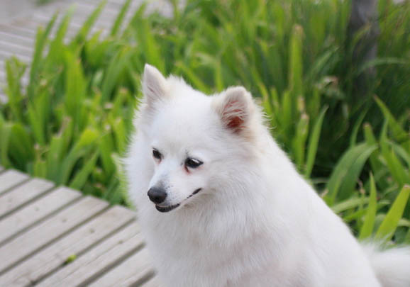 超寵愛沐浴露和愛犬島哪個好用