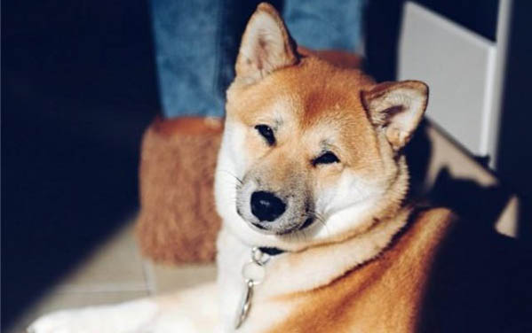狗狗心臟病不能吃肉嗎為什么呢