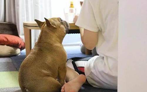 小狗打噴嚏咳嗽是怎么回事