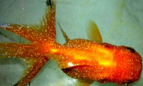 紅箭魚怎么分公母