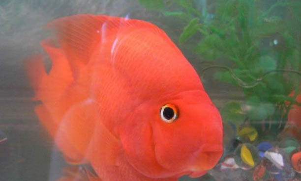 鸚鵡魚水酸堿度多少合適