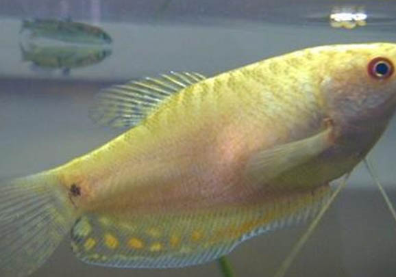 曼龍魚多久換一次水