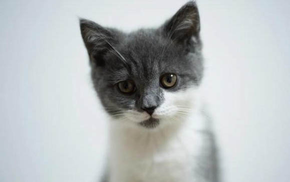 貓咪患貓傳腹會突然猝死嗎