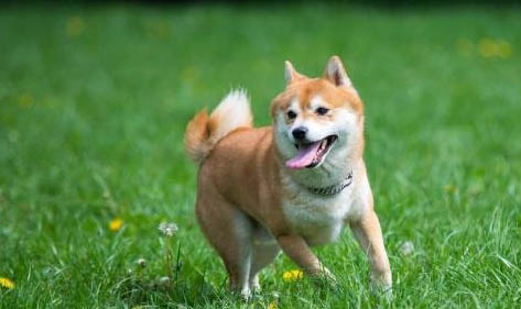柴犬成年體重是多少斤?