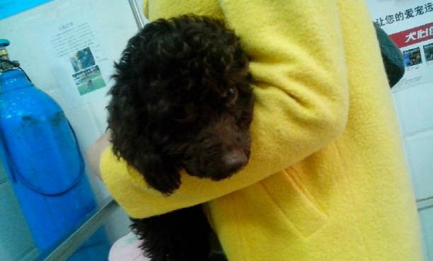 怎么鑒定狗狗有狂犬病六個標準