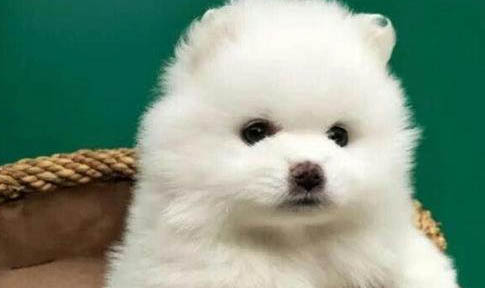 狗能吃生雞蛋么