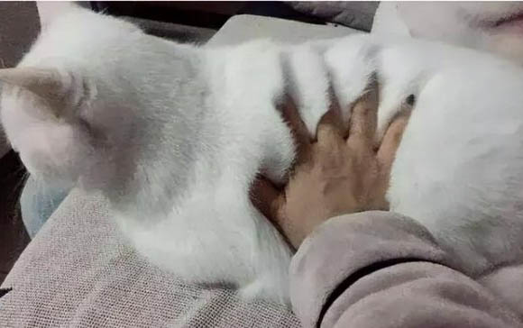 貓咪著涼拉肚子還能治好嗎