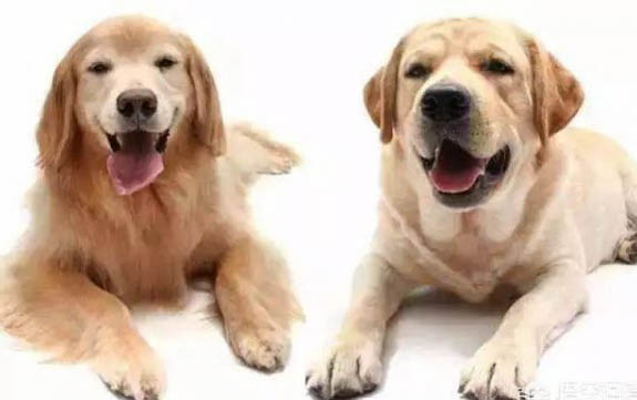 為什么狗狗喜歡咬門檻呢