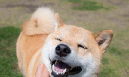 柴犬出生多久性成熟
