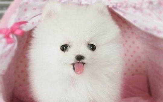 幼犬拉稀大便有血
