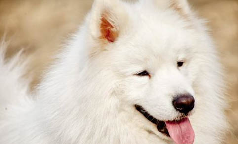薩摩耶犬如何訓練