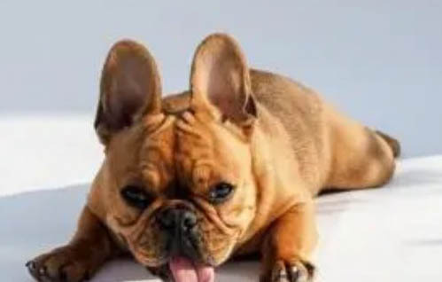 小型犬哪個最聰明最好養(yǎng)
