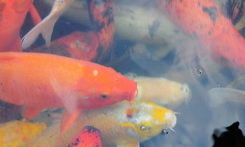 金魚死亡原因及處理方法