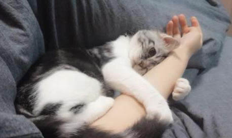 貓咪咳嗽吃速諾還是多西環素