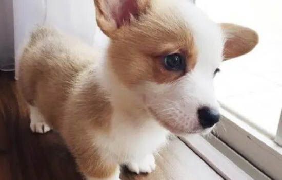 狗狗有疝氣能活多久